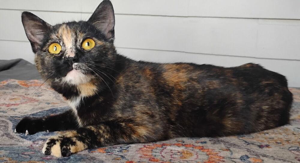 Enlarge Tammy, a Adoptable Domestic Short Hair in Ferndale, MI image 5/5