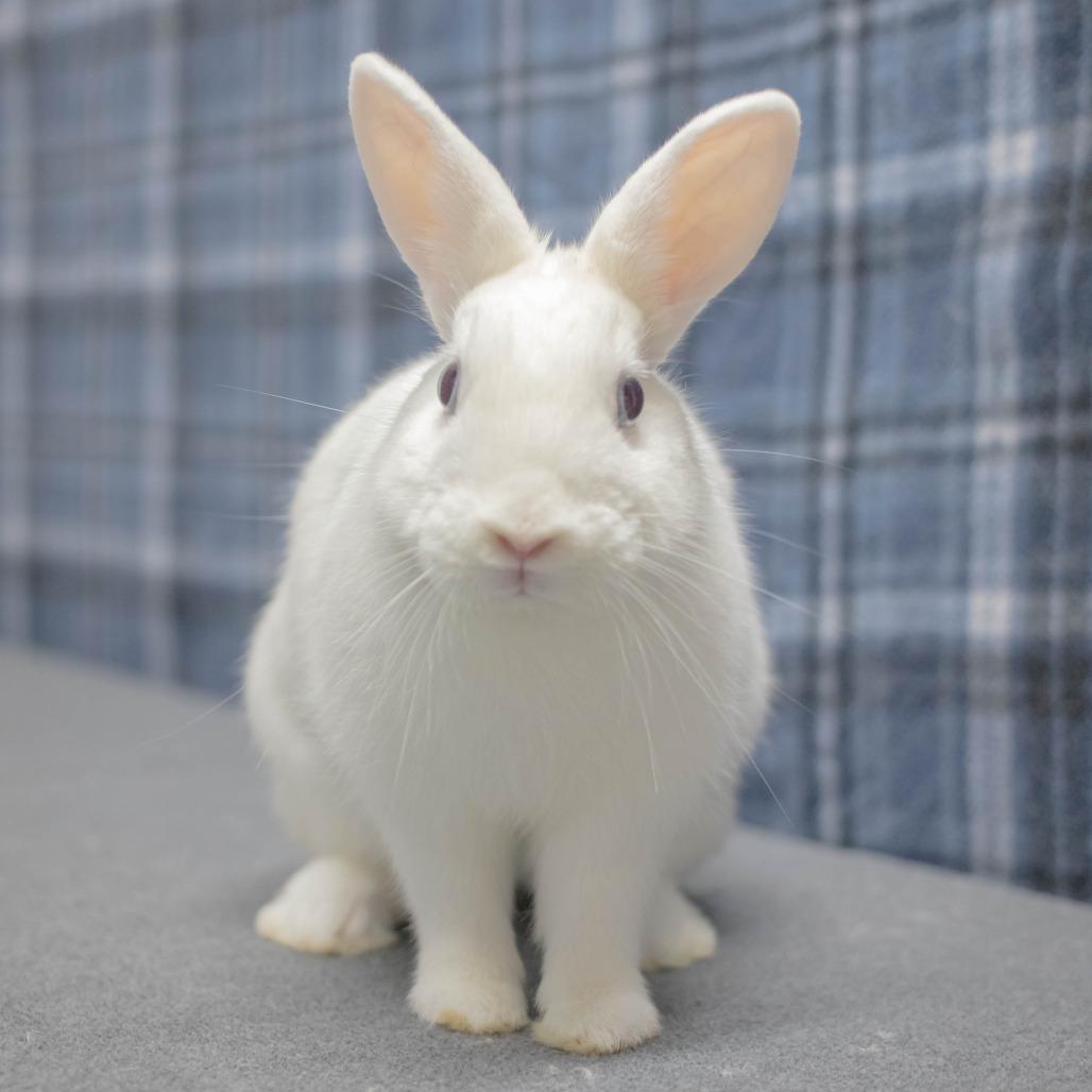 Roxy, Adoptable, Young Female American.