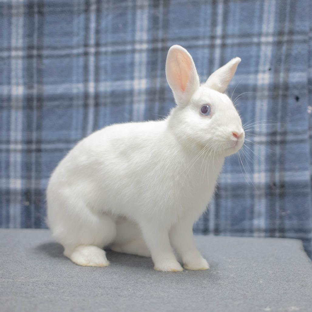 Enlarge Roxy, a Adoptable American in San Diego, CA image 3/6