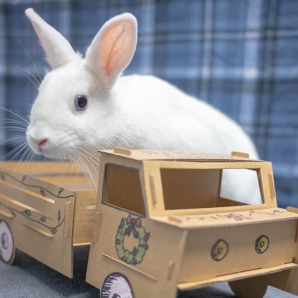 Enlarge Roxy, a Adoptable American in San Diego, CA image 4/6