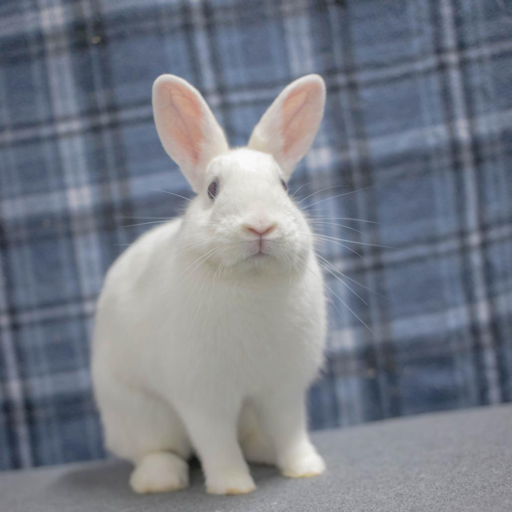 Enlarge Roxy, a Adoptable American in San Diego, CA image 6/6