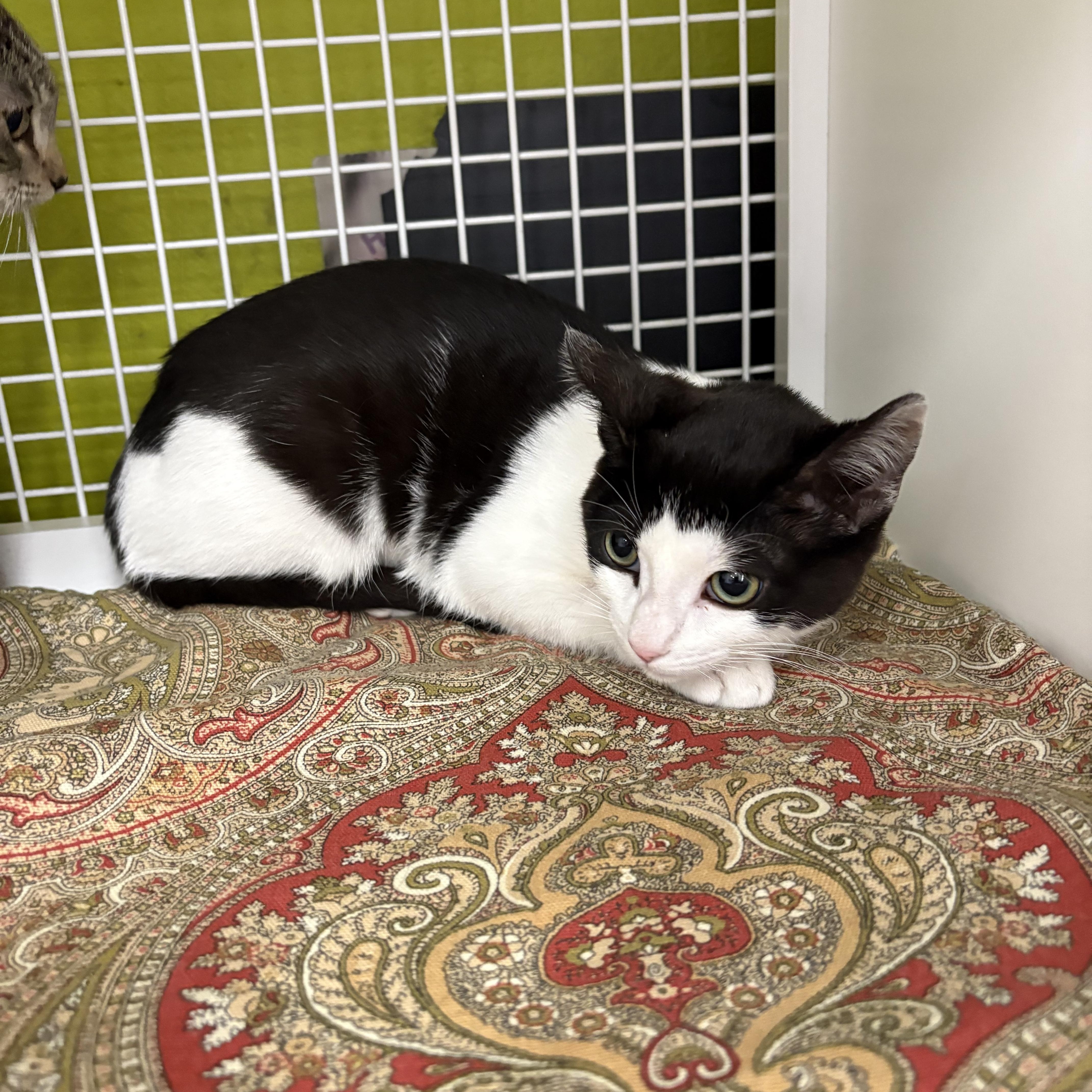 Eleven, adopted, Kitten Female Domestic Short Hair.