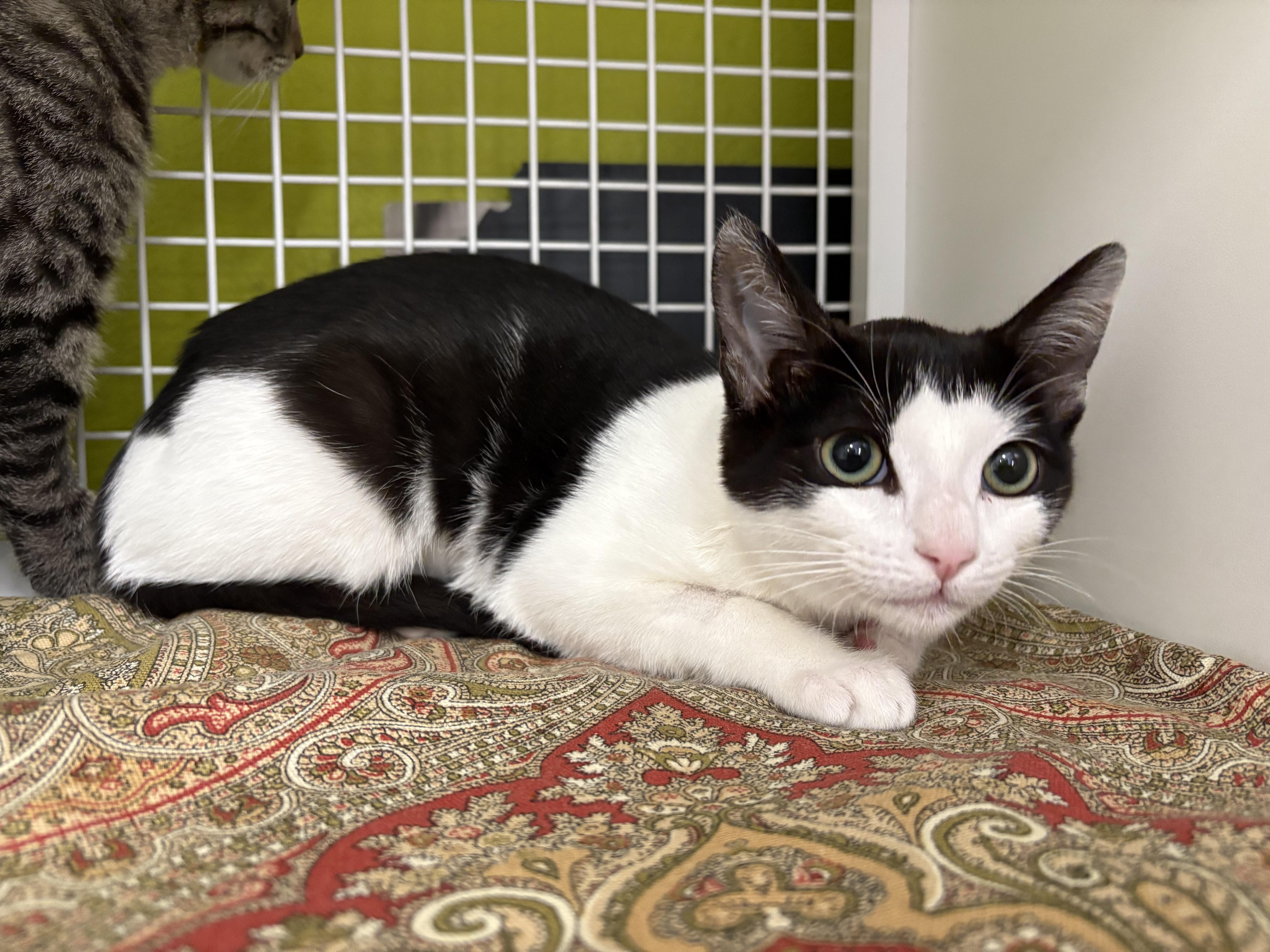 Enlarge Eleven, an adopted Domestic Short Hair in La Canada, CA image 2/2