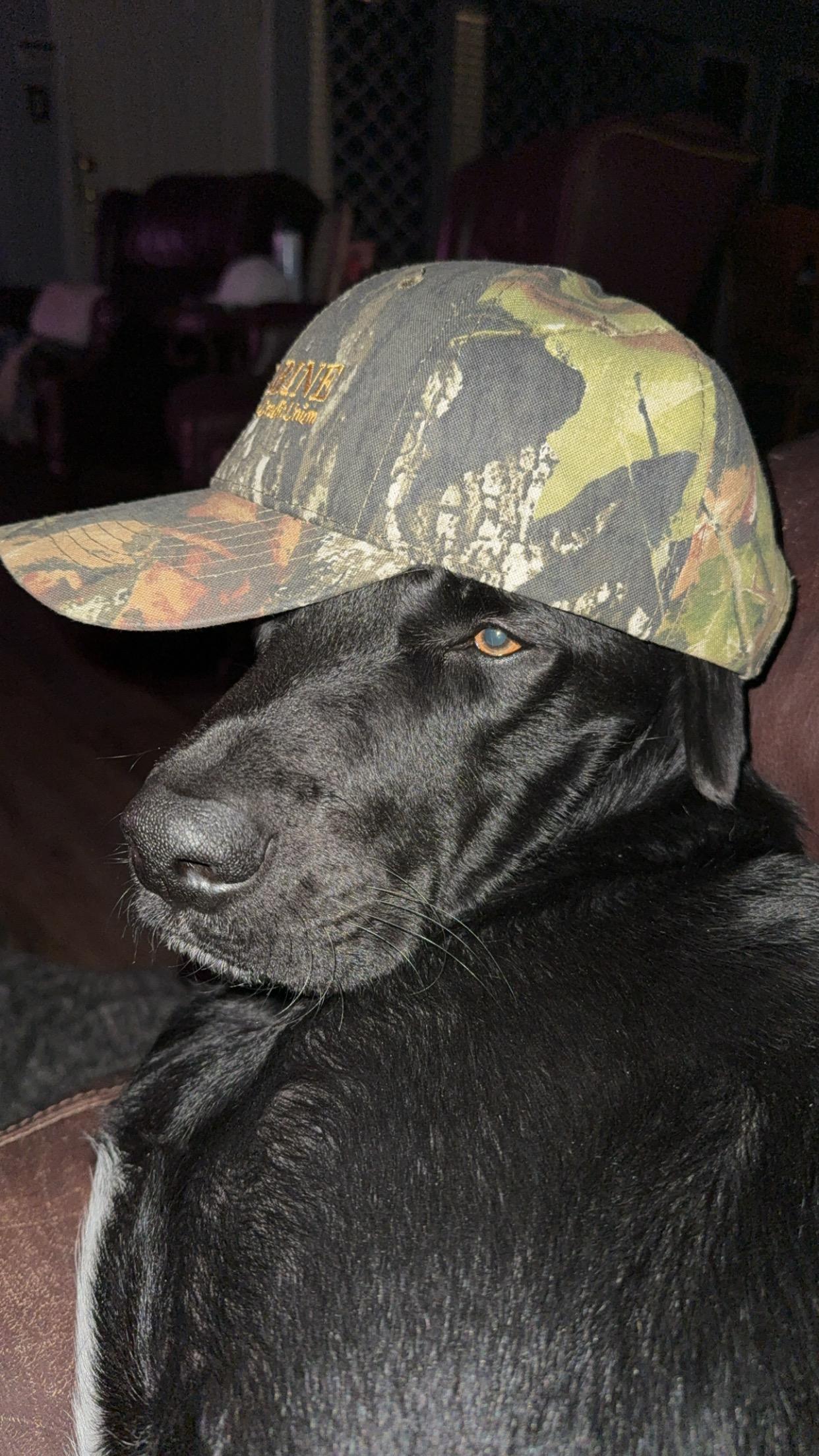 Enlarge Thunderbolt, a Adoptable Black Labrador Retriever in Nashua, NH image 3/3