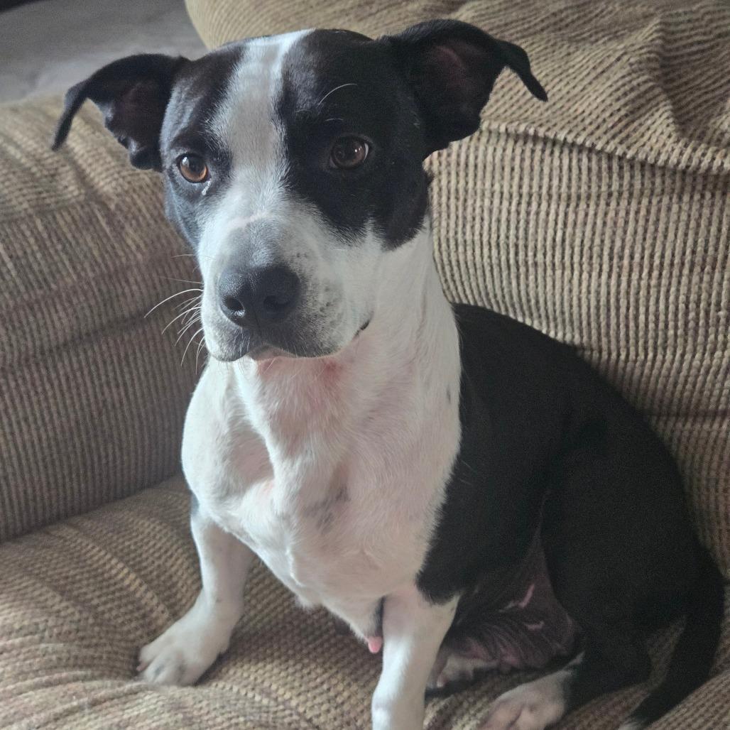 Juniper, Adoptable, Adult Female Hound & Pit Bull Terrier.