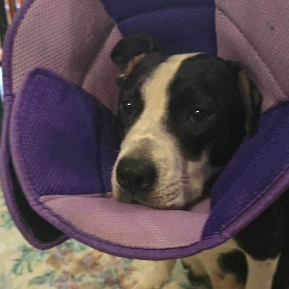 Enlarge Juniper, a Adoptable mixed breed in Lima, OH image 2/3