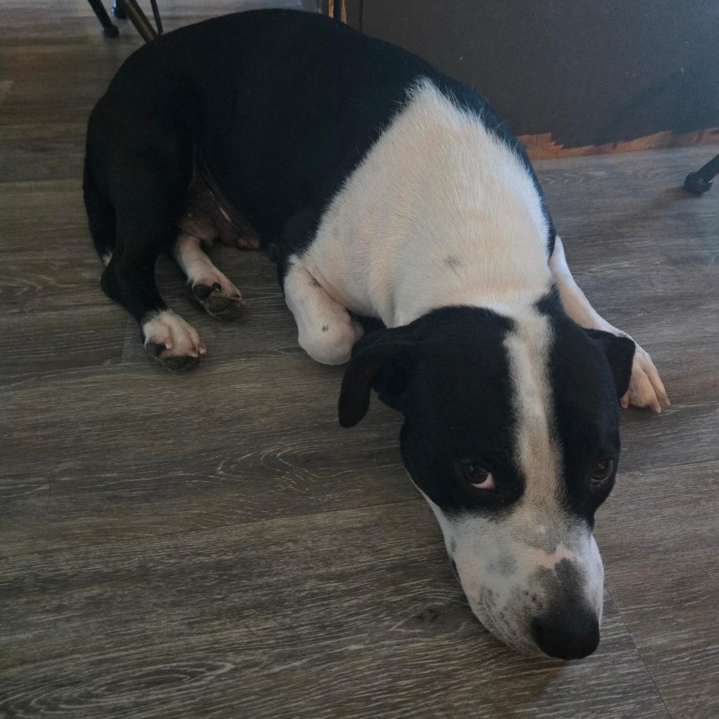 Enlarge Juniper, a Adoptable mixed breed in Lima, OH image 3/3