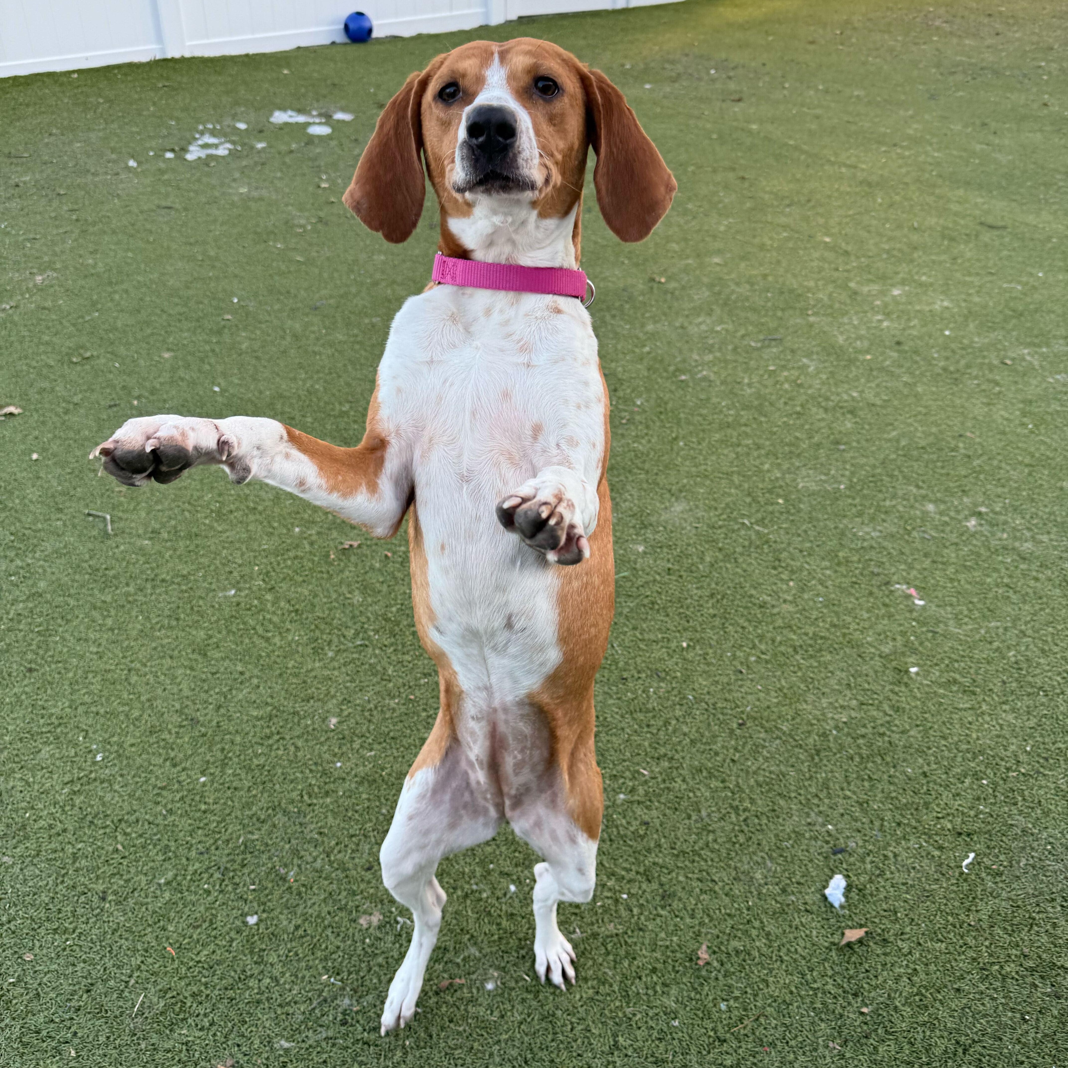 Kate, ADOPTABLE, Young Female Coonhound.