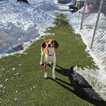 Enlarge Kate, a ADOPTABLE Coonhound in New Bedford, MA image 6/6