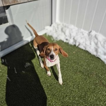 Enlarge Kate, a ADOPTABLE Coonhound in New Bedford, MA image 5/6