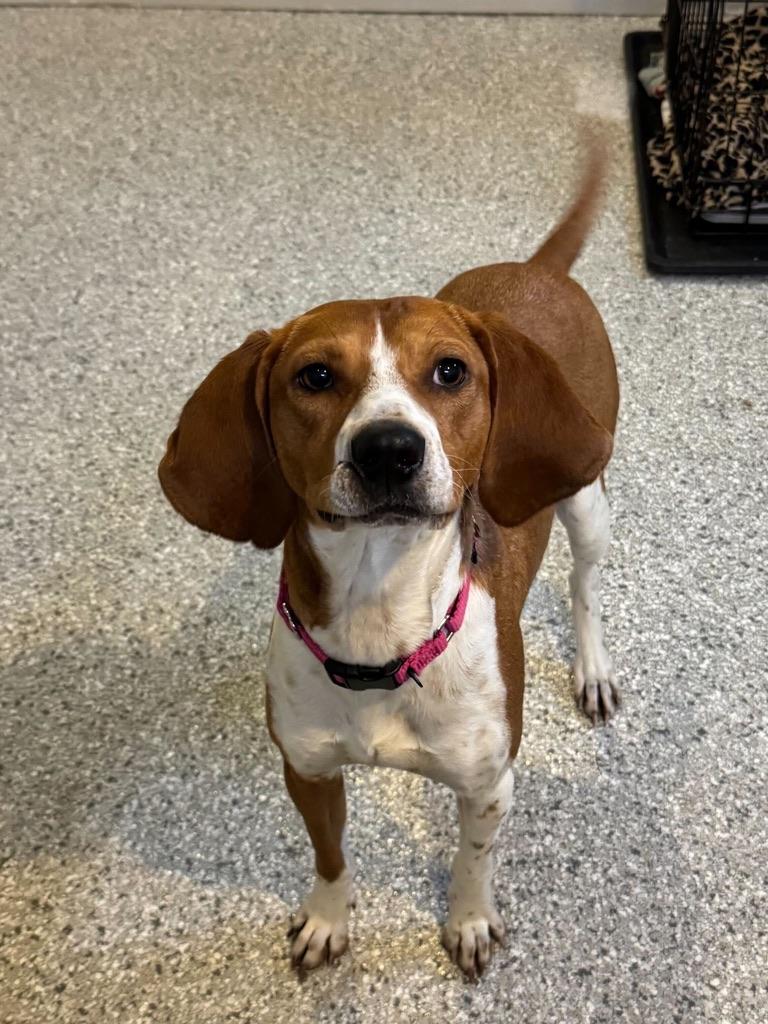 Enlarge Kate, a ADOPTABLE Coonhound in New Bedford, MA image 3/6