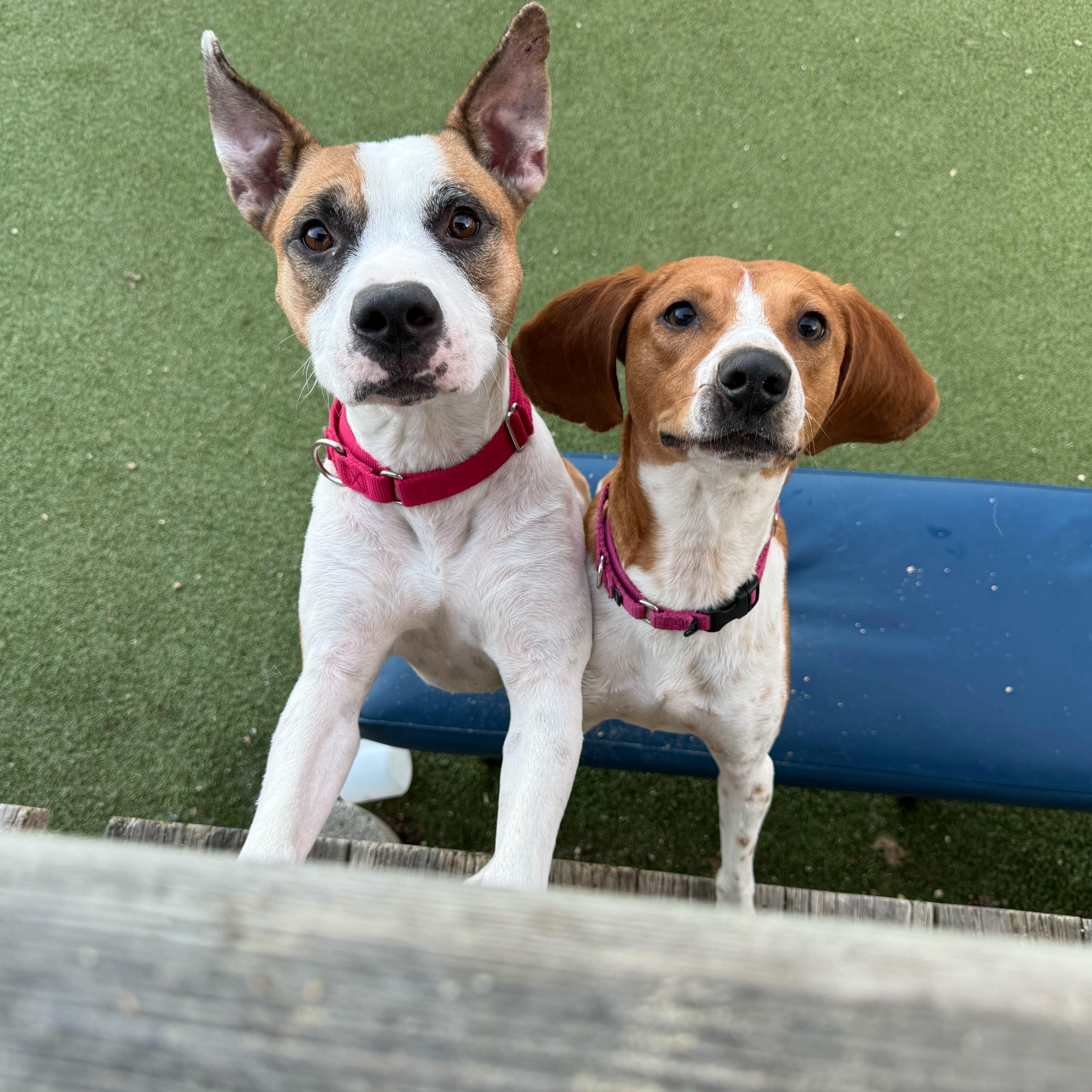 Enlarge Kate, a ADOPTABLE Coonhound in New Bedford, MA image 2/6