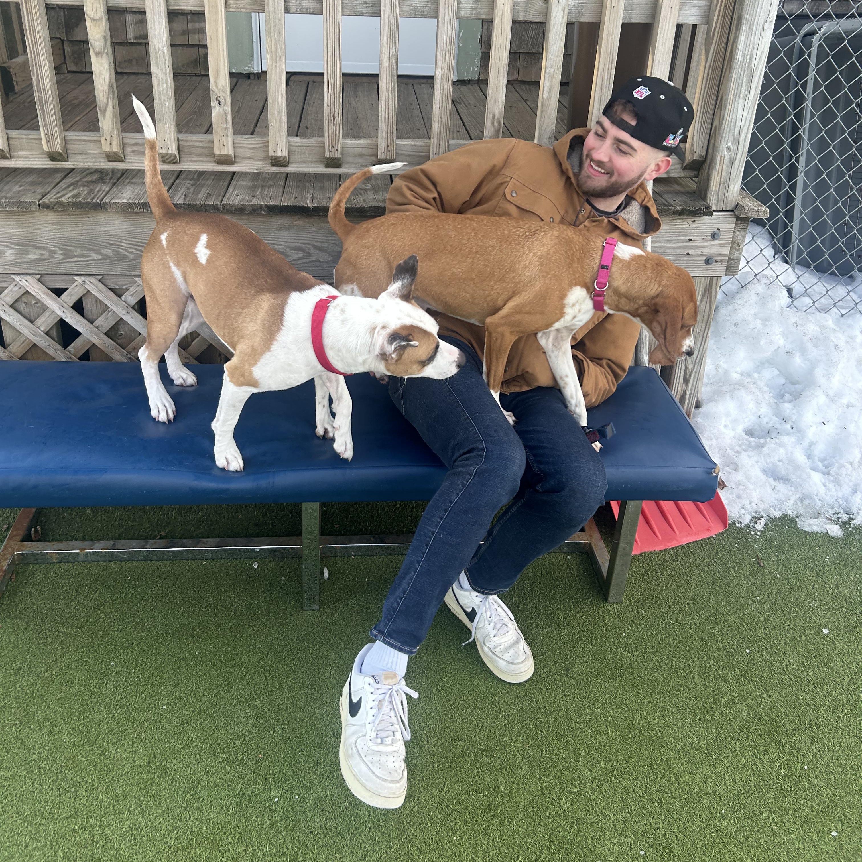 Enlarge Kate, a ADOPTABLE Coonhound in New Bedford, MA image 4/6