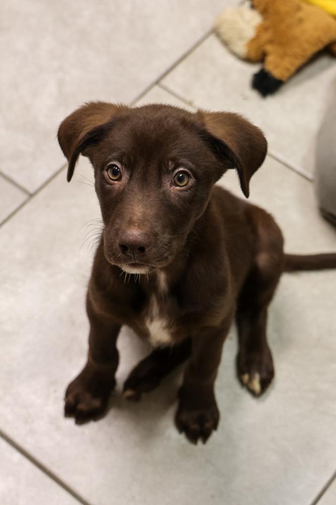 Enlarge Titanium, an adopted Labrador Retriever in TUCSON, AZ image 2/2