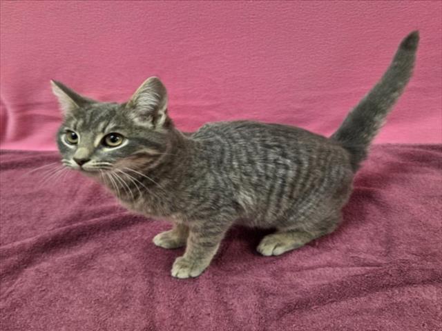 FLYNN, Adoptable, Young Male Domestic Short Hair.