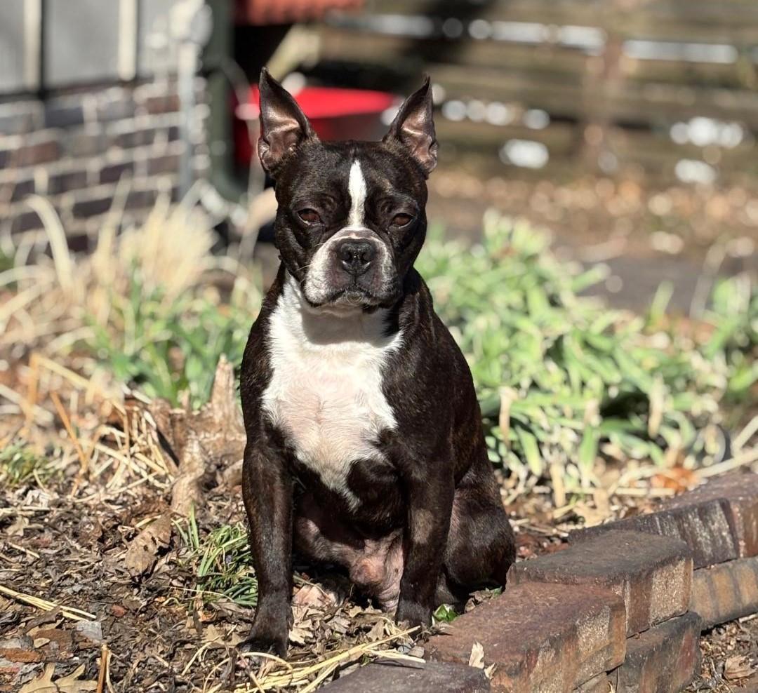 Bruce in IA, ADOPTABLE, Adult Male Boston Terrier.