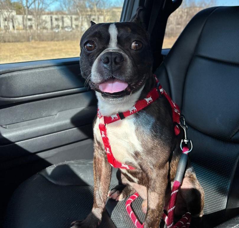 Enlarge Bruce in IA, a ADOPTABLE Boston Terrier in Des Moines, IA image 6/6