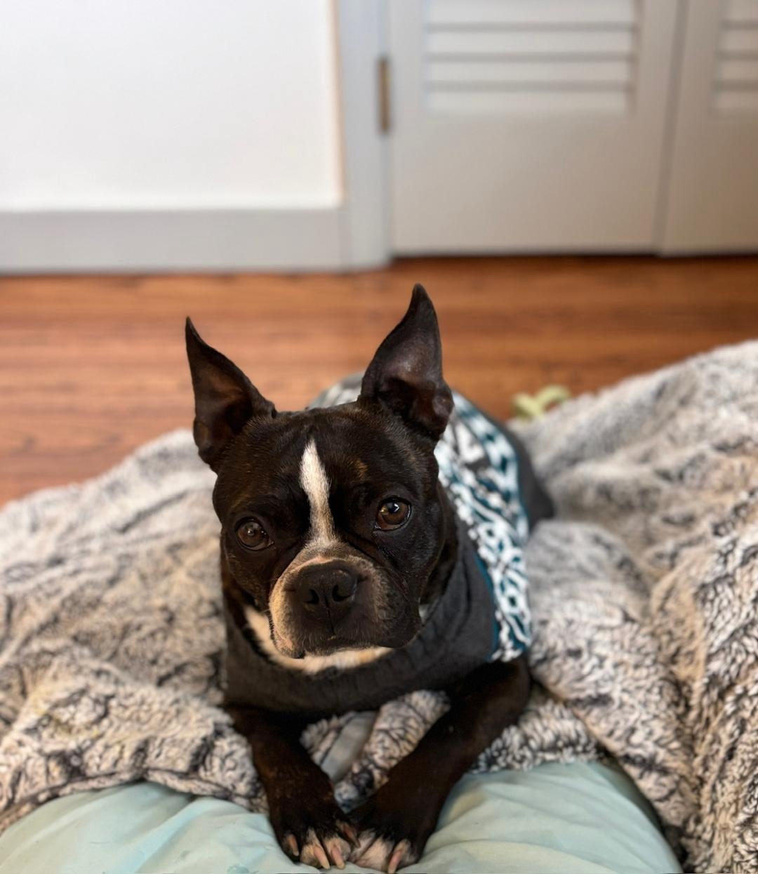Enlarge Bruce in IA, a ADOPTABLE Boston Terrier in Des Moines, IA image 3/6
