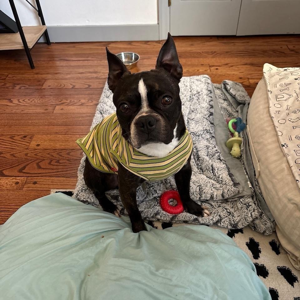 Enlarge Bruce in IA, a ADOPTABLE Boston Terrier in Des Moines, IA image 4/6