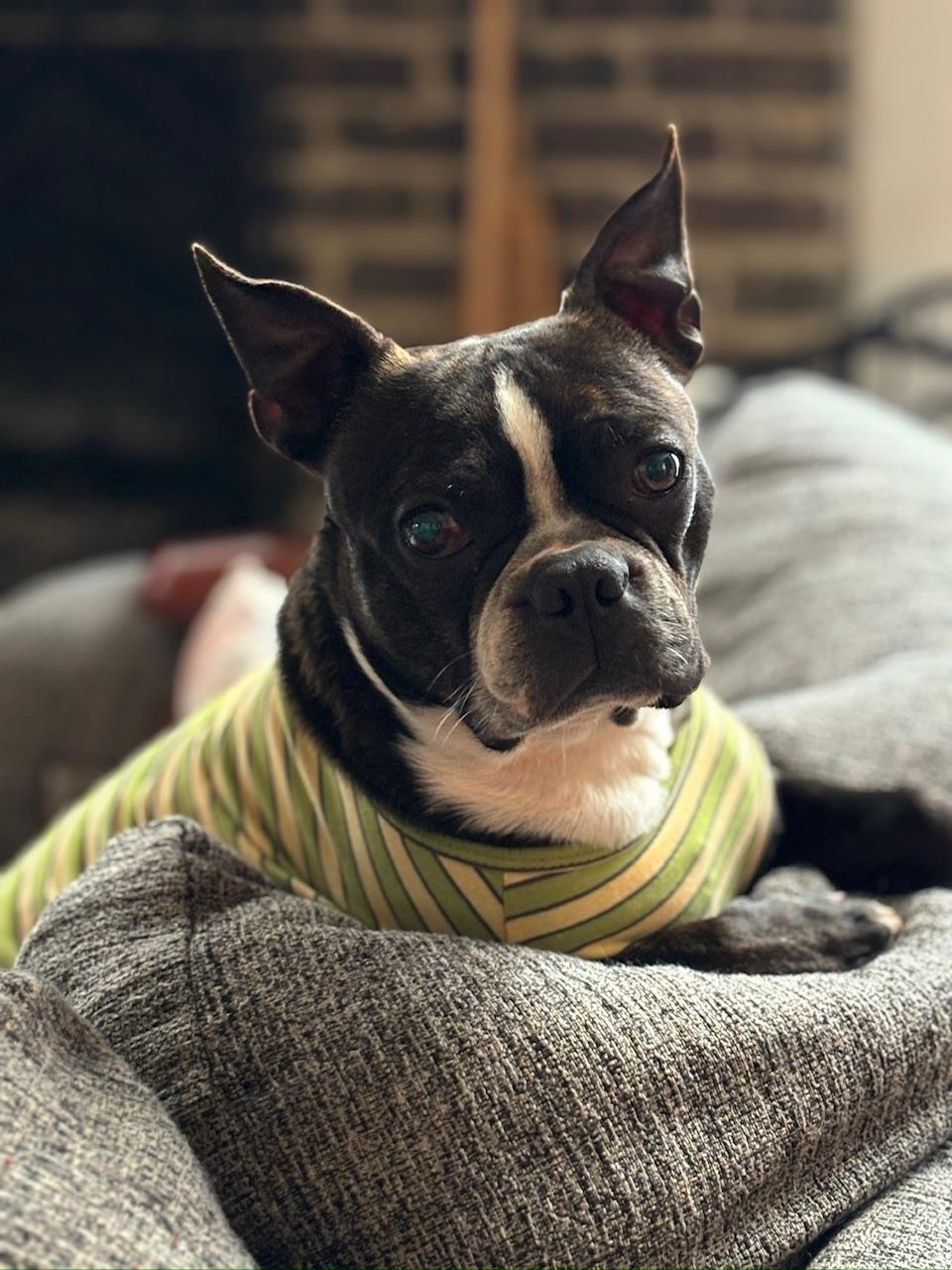 Enlarge Bruce in IA, a ADOPTABLE Boston Terrier in Des Moines, IA image 2/6