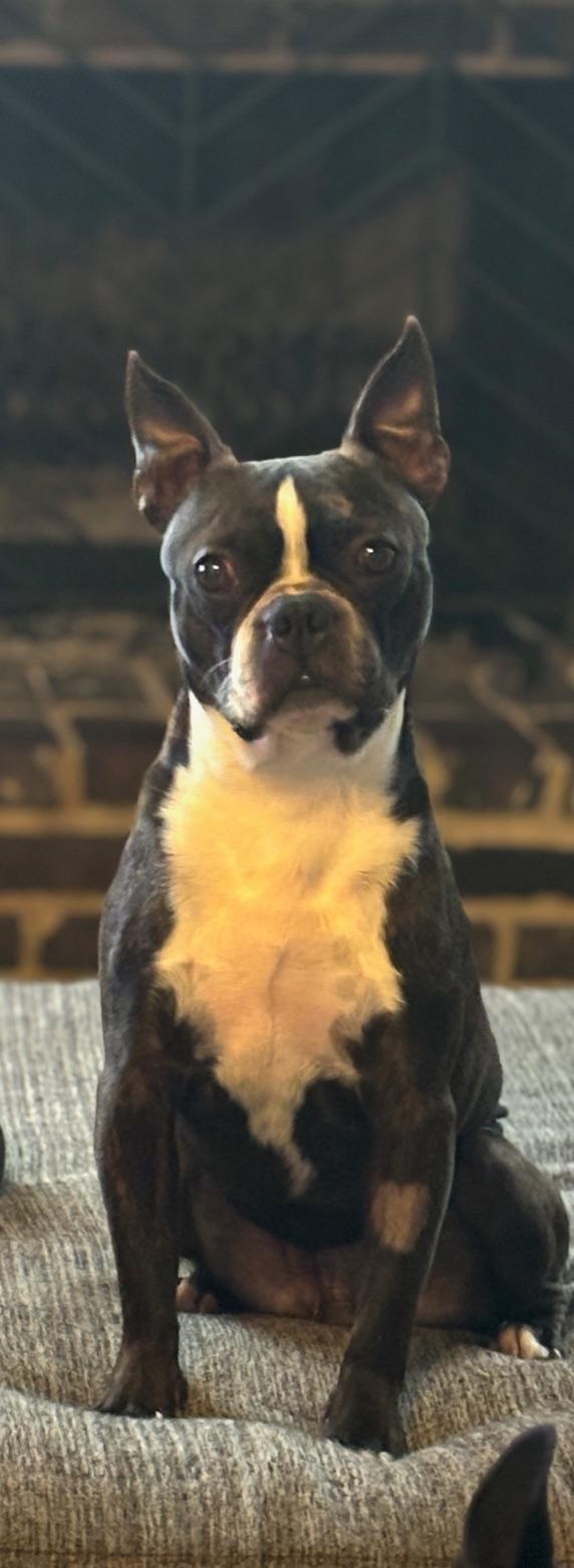 Enlarge Bruce in IA, a ADOPTABLE Boston Terrier in Des Moines, IA image 5/6