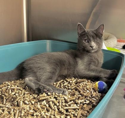 Enlarge Miss Scarlett, a Adoptable Domestic Short Hair in Walla Walla, WA image 1/2