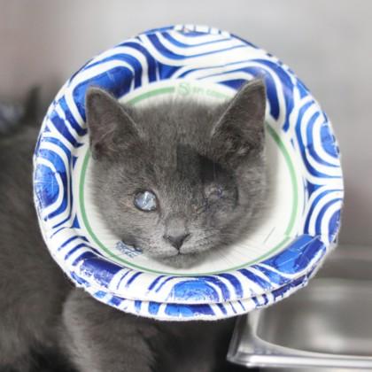 Enlarge Miss Scarlett, a Adoptable Domestic Short Hair in Walla Walla, WA image 1/1
