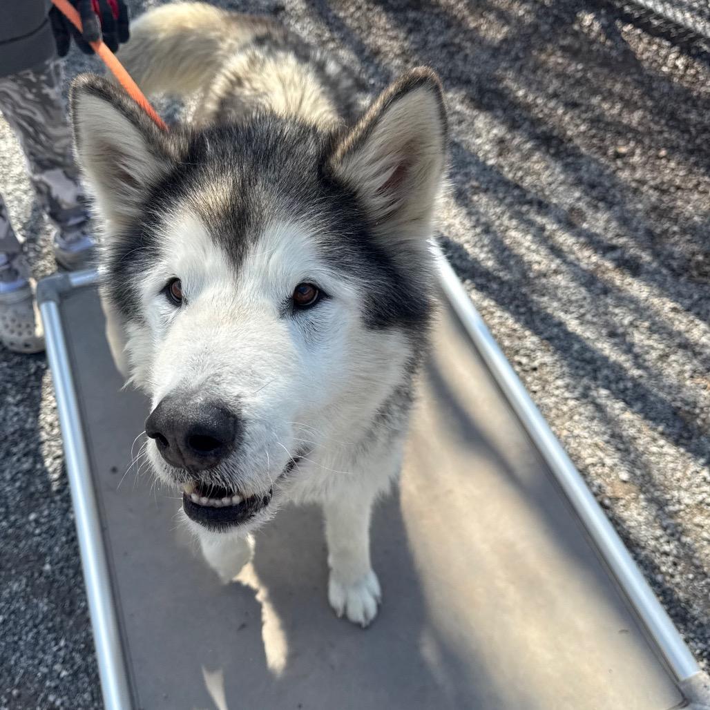 Enlarge Balto, a Adoptable Alaskan Malamute in York, PA image 1/6