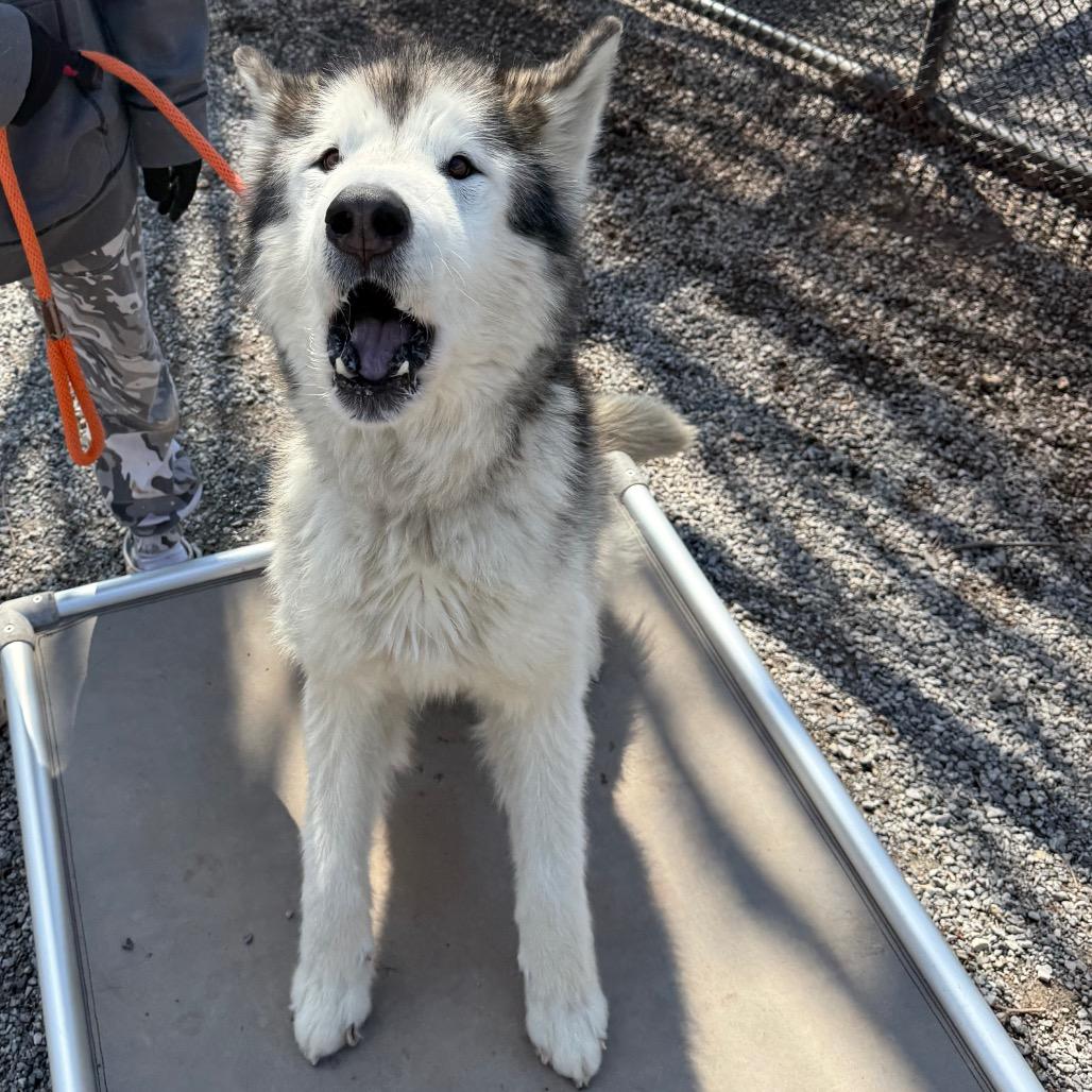 Enlarge Balto, a Adoptable Alaskan Malamute in York, PA image 2/6