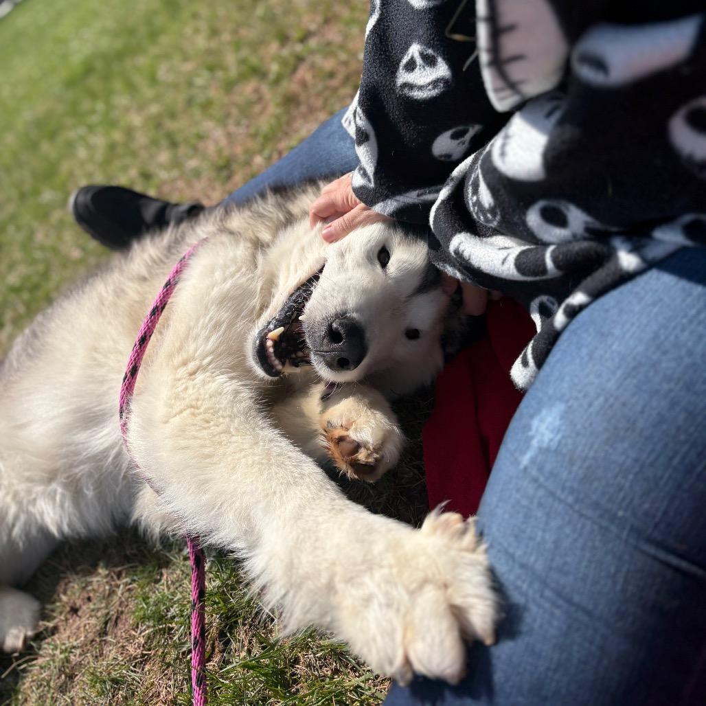 Enlarge Balto, a Adoptable Alaskan Malamute in York, PA image 4/6