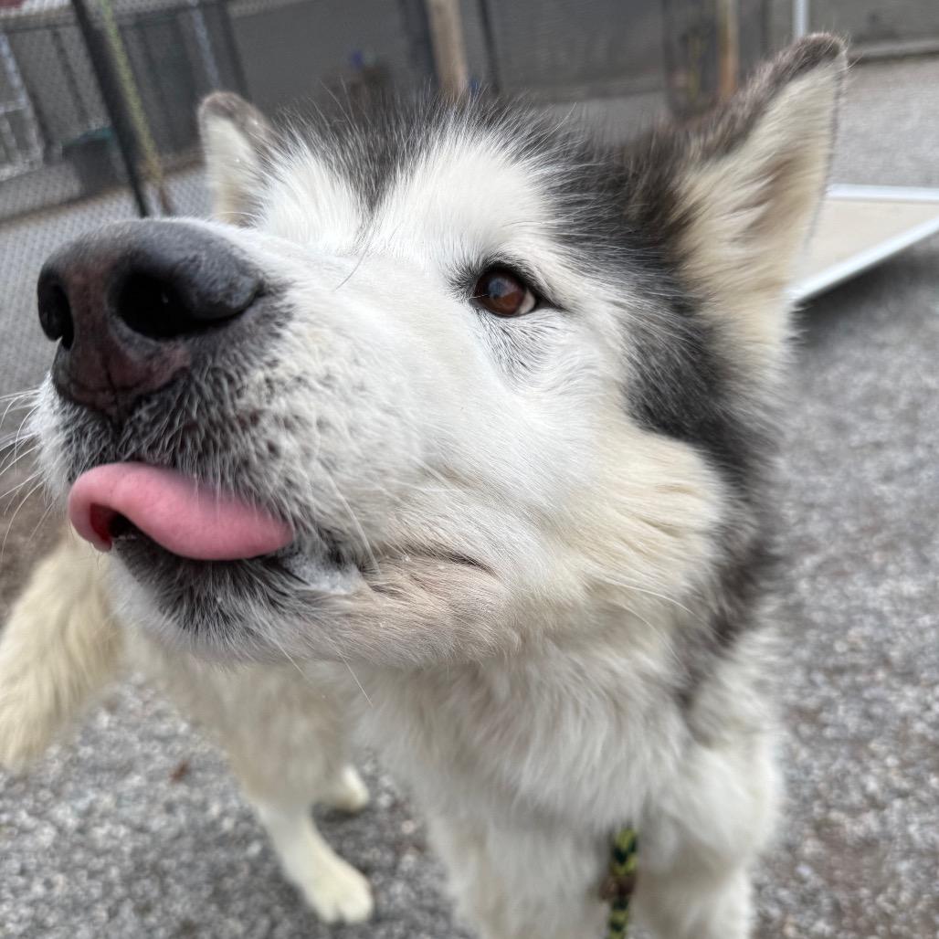 Enlarge Balto, a Adoptable Alaskan Malamute in York, PA image 5/6