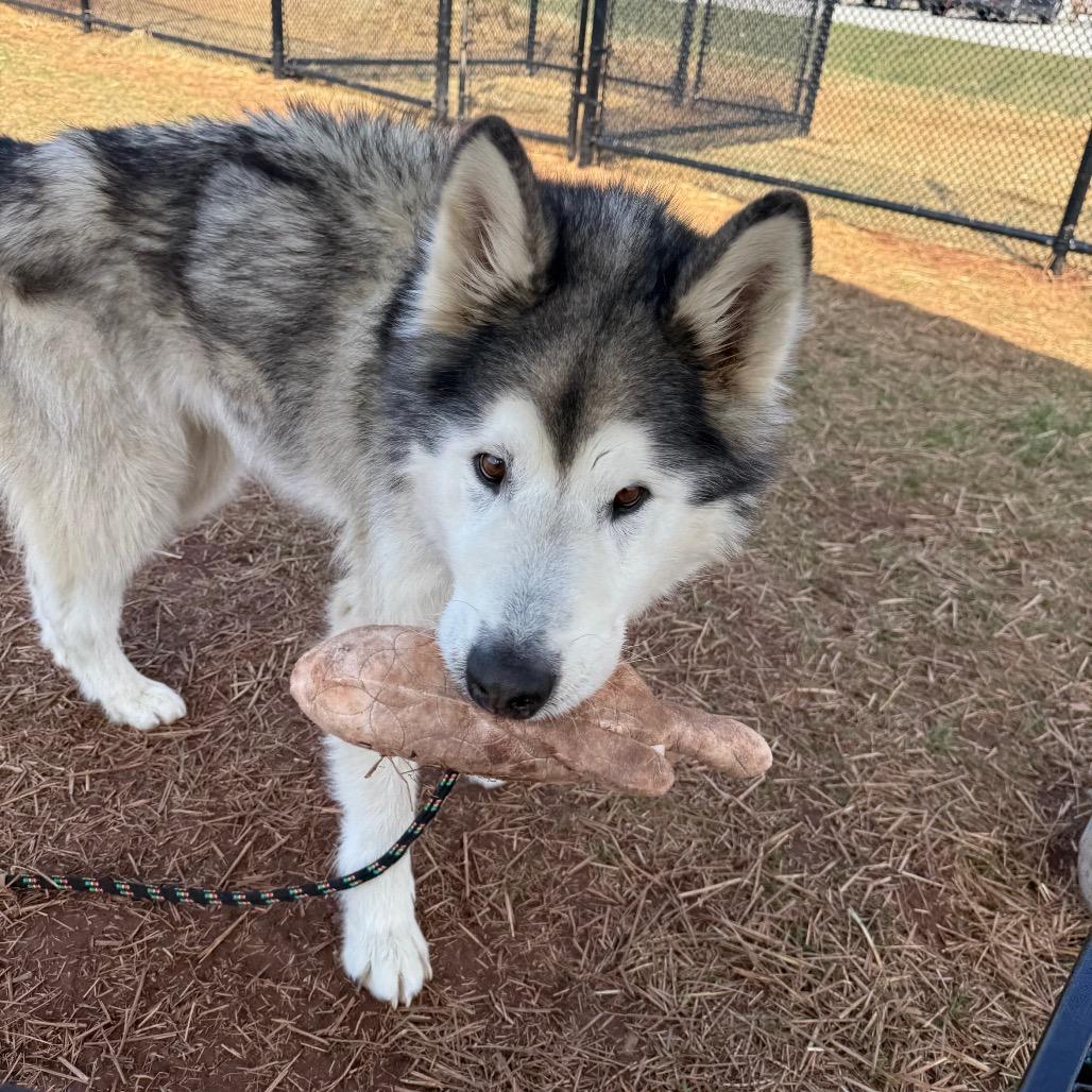 Enlarge Balto, a Adoptable Alaskan Malamute in York, PA image 6/6