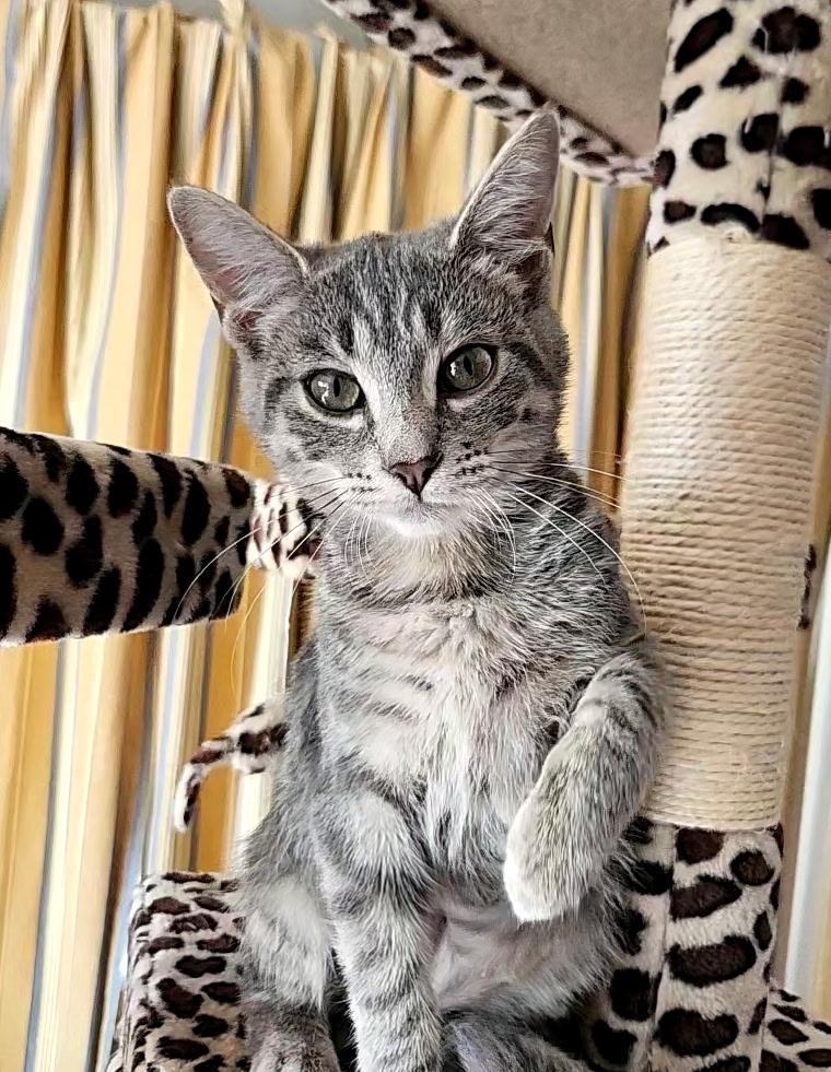Aspen, adopted, Kitten Female Domestic Short Hair.
