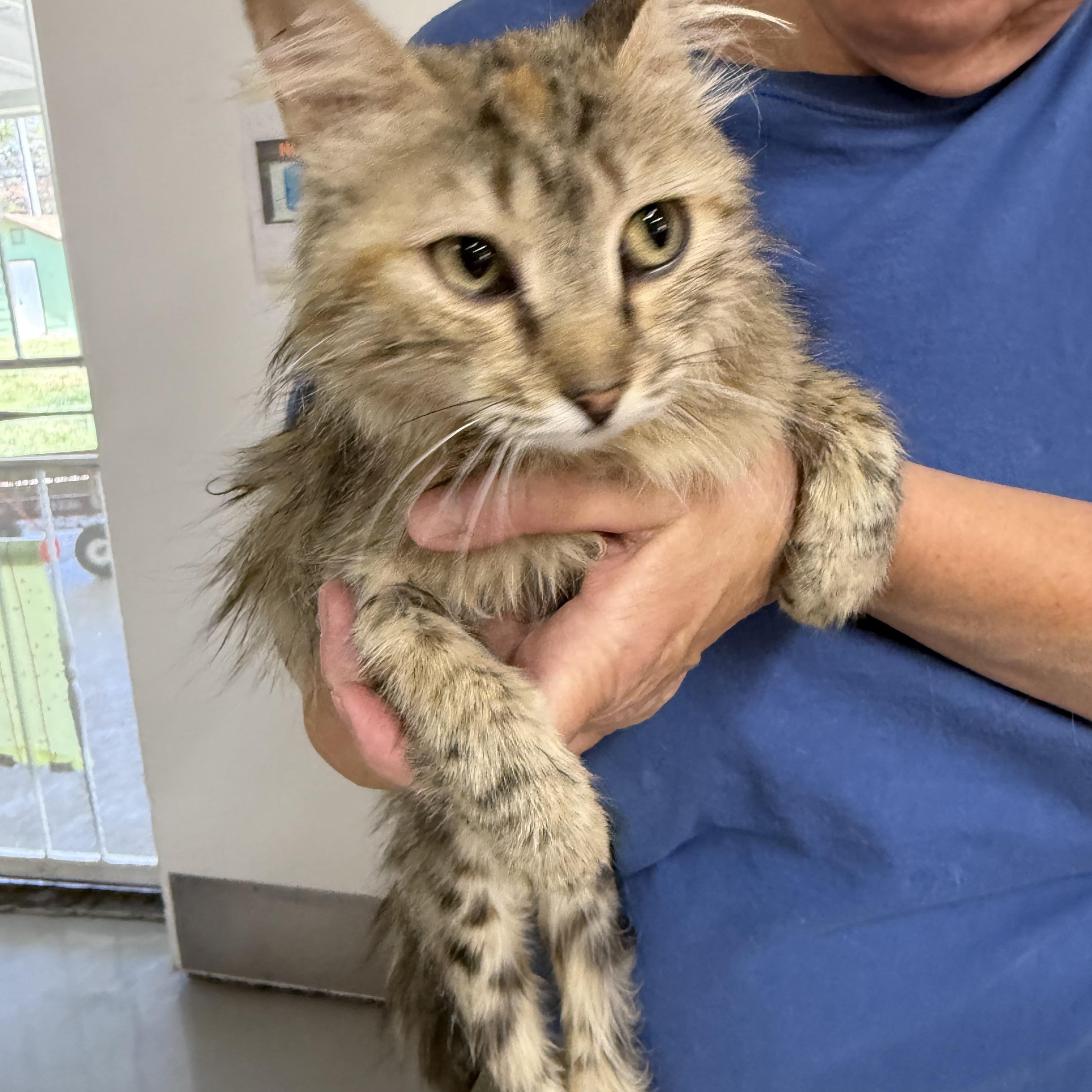 Blush, Young Female Torbie