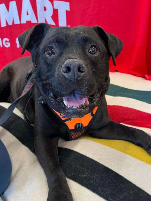 Enlarge ZEUS, a Adoptable Pit Bull Terrier in Woodland, CA image 1/1