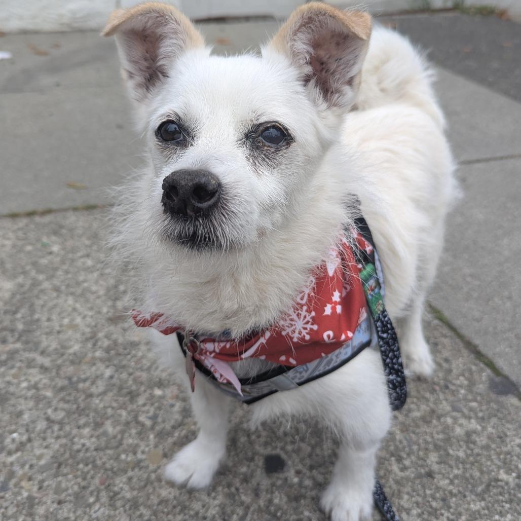 Enlarge Kernel 13531, a Adoptable Terrier in San Francisco, CA image 1/1