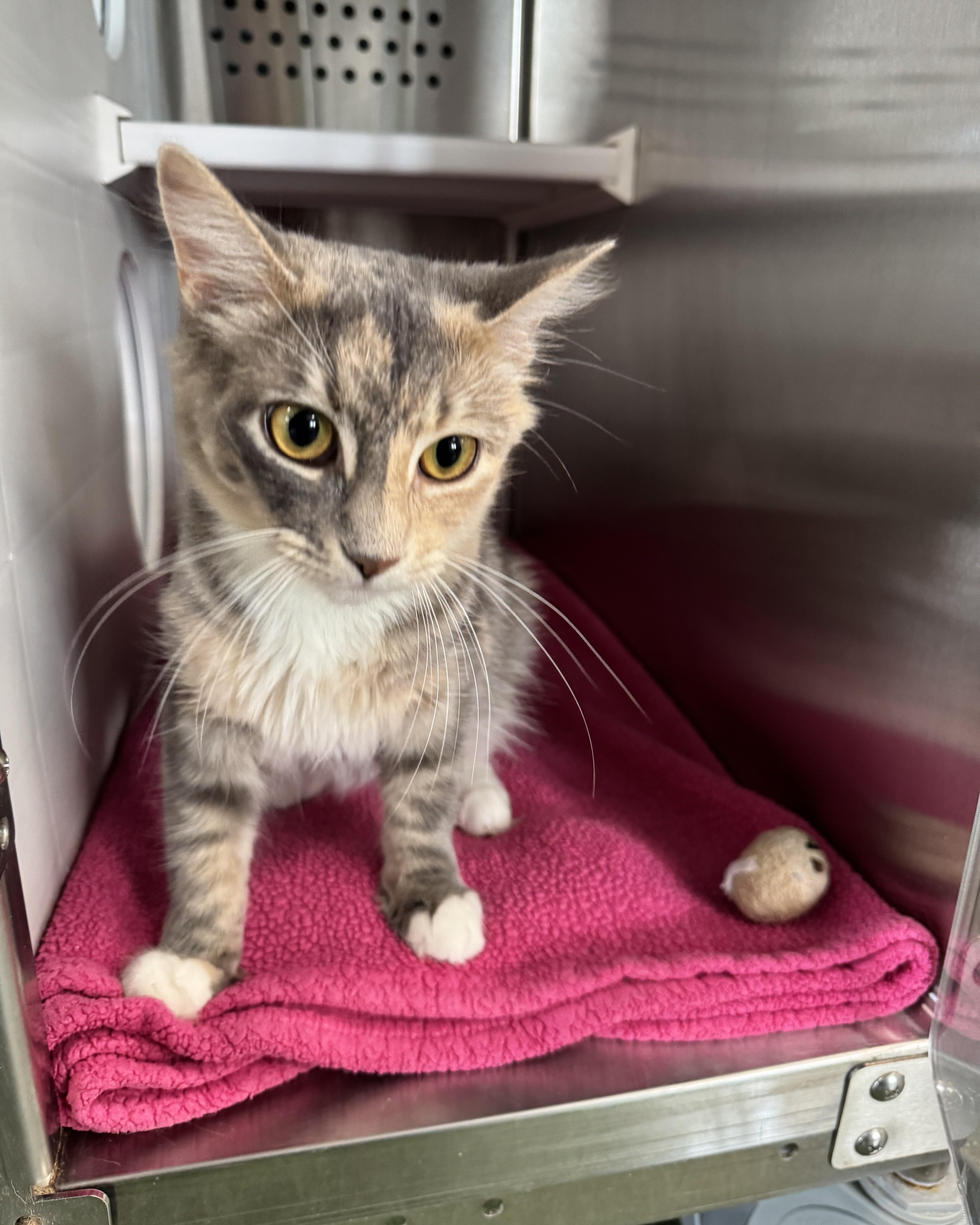 Enlarge Sunny, an adopted Domestic Medium Hair in Seneca, PA image 2/4