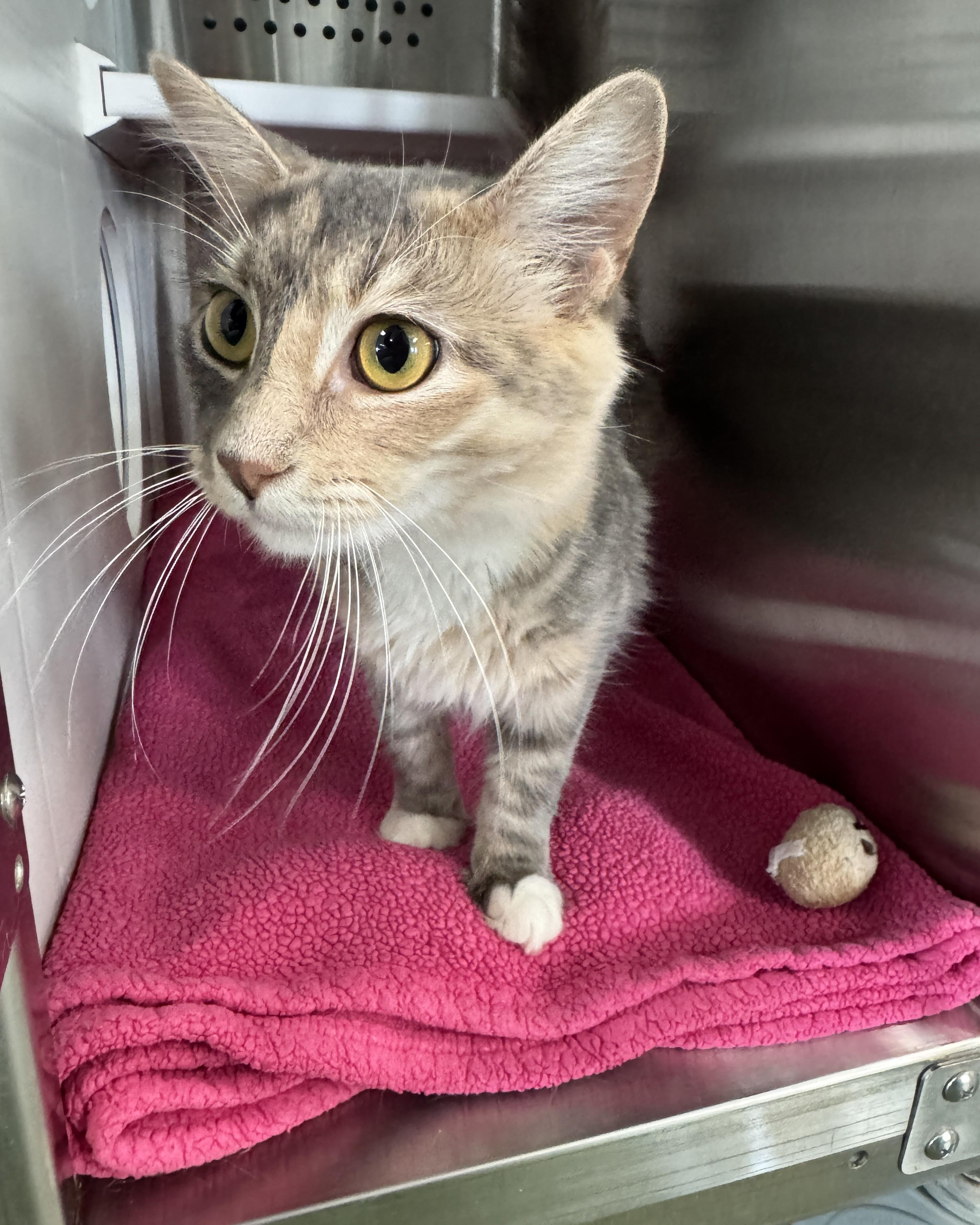 Enlarge Sunny, an adopted Domestic Medium Hair in Seneca, PA image 3/4