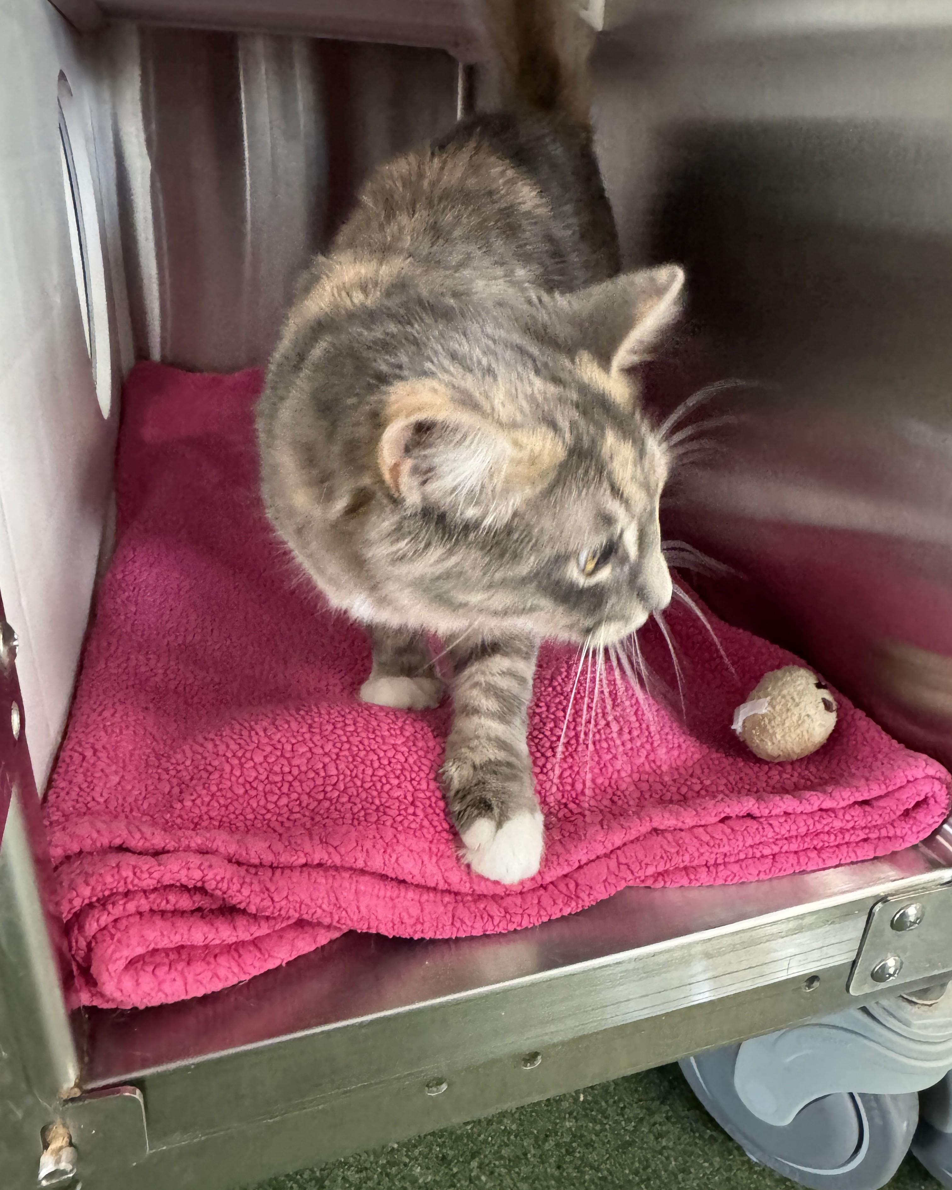 Enlarge Sunny, an adopted Domestic Medium Hair in Seneca, PA image 4/4