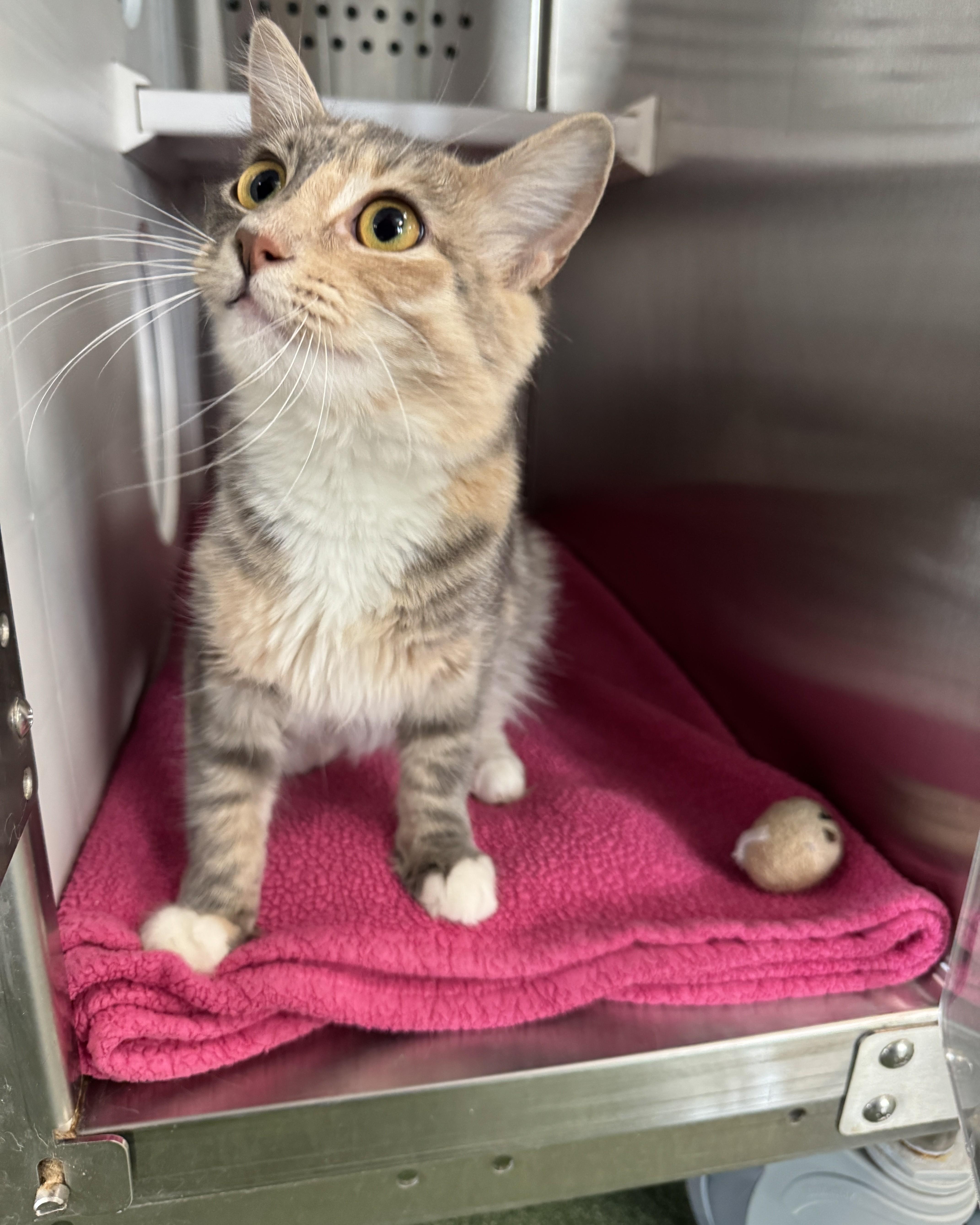 Enlarge Sunny, an adopted Domestic Medium Hair in Seneca, PA image 1/4