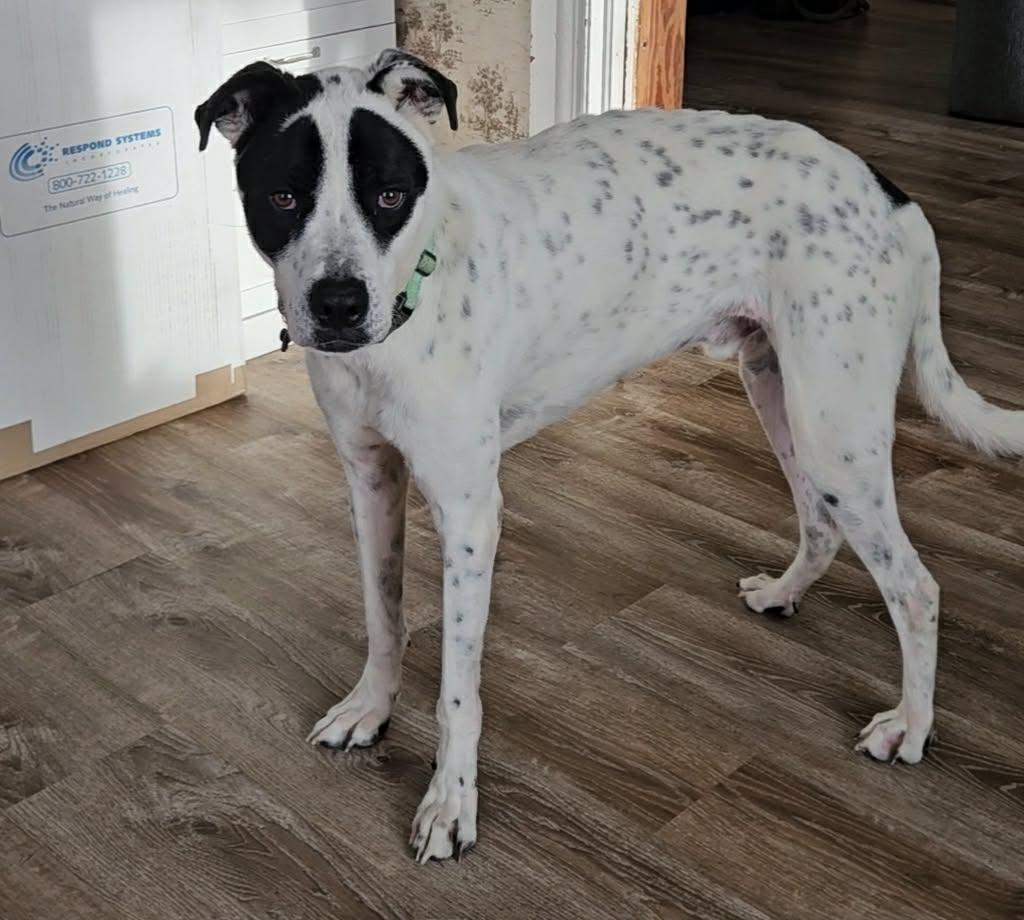 Enlarge Forest, a Adoptable mixed breed in China Township, MI image 1/6