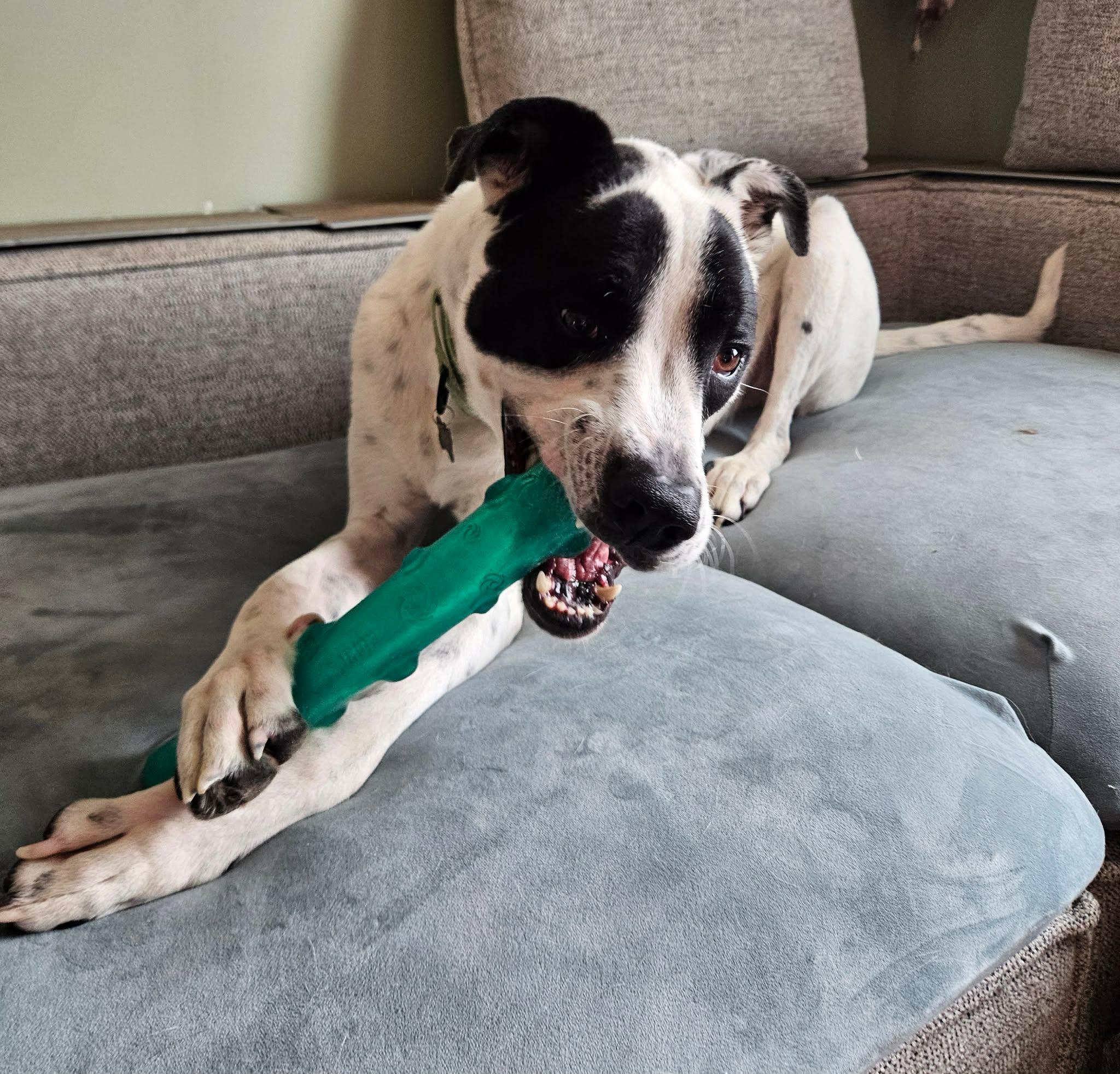 Enlarge Forest, a Adoptable mixed breed in China Township, MI image 2/6