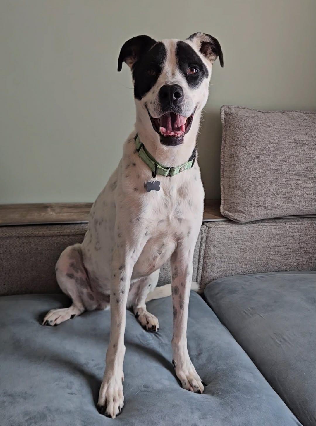 Enlarge Forest, a Adoptable mixed breed in China Township, MI image 3/6