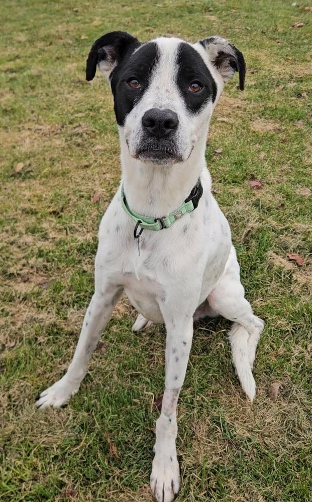 Forest, Adoptable, Adult Male Great Dane.