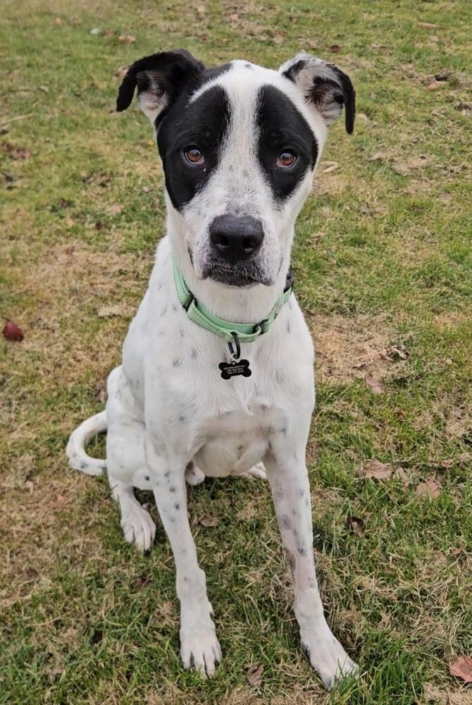 Enlarge Forest, a Adoptable mixed breed in China Township, MI image 5/6