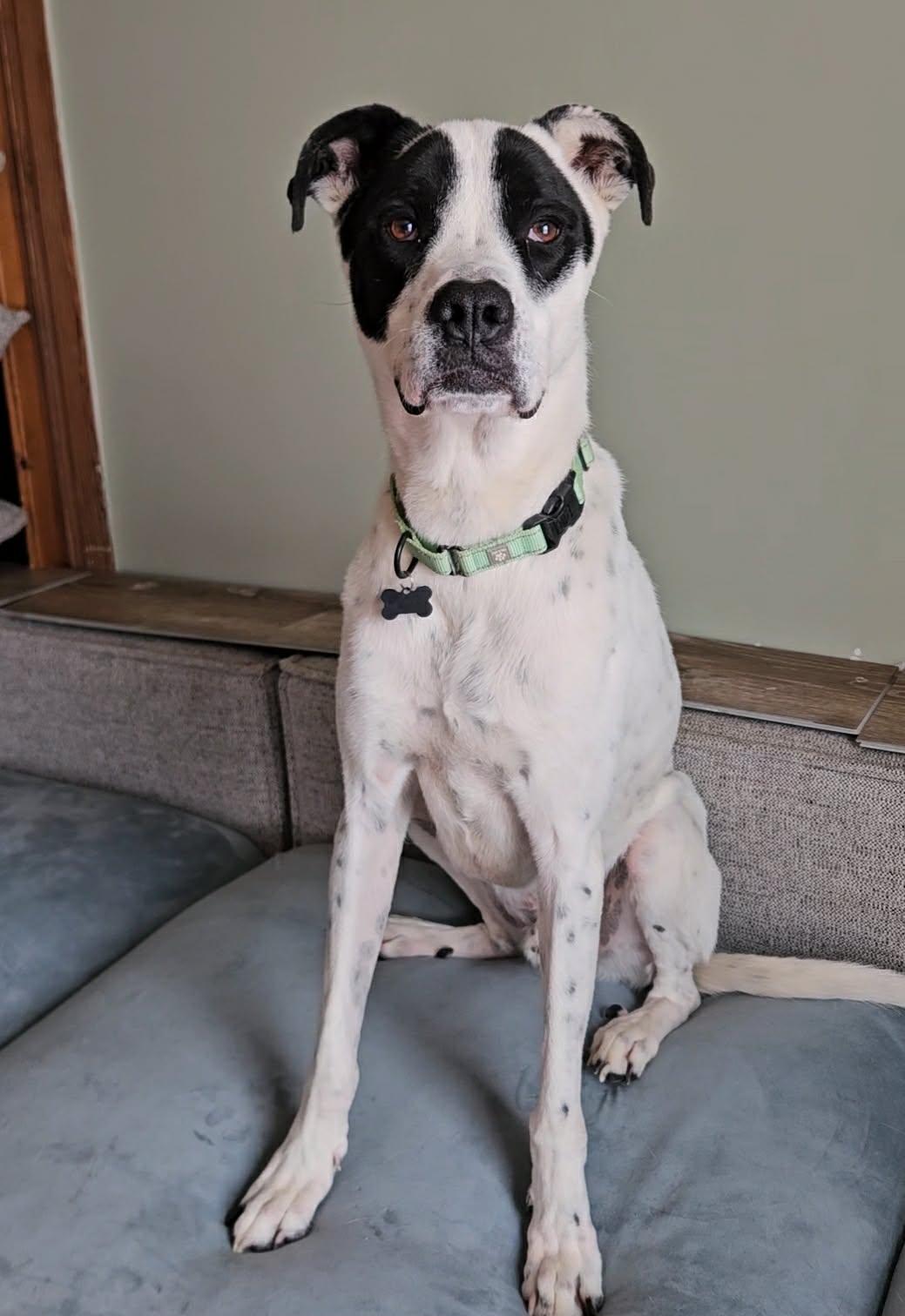 Enlarge Forest, a Adoptable mixed breed in China Township, MI image 6/6