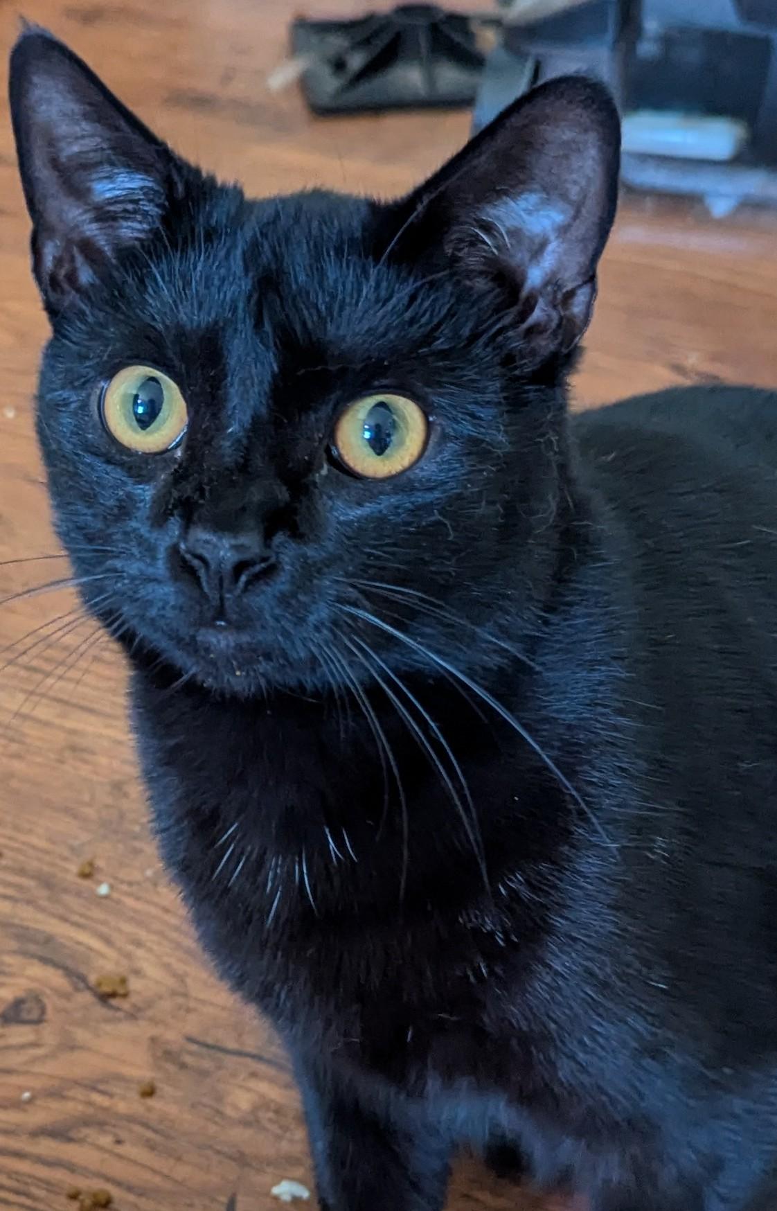 Enlarge Chirpy - Shy at first, then very friendly , an adoptable Domestic Short Hair in Malden, MA image 1/1
