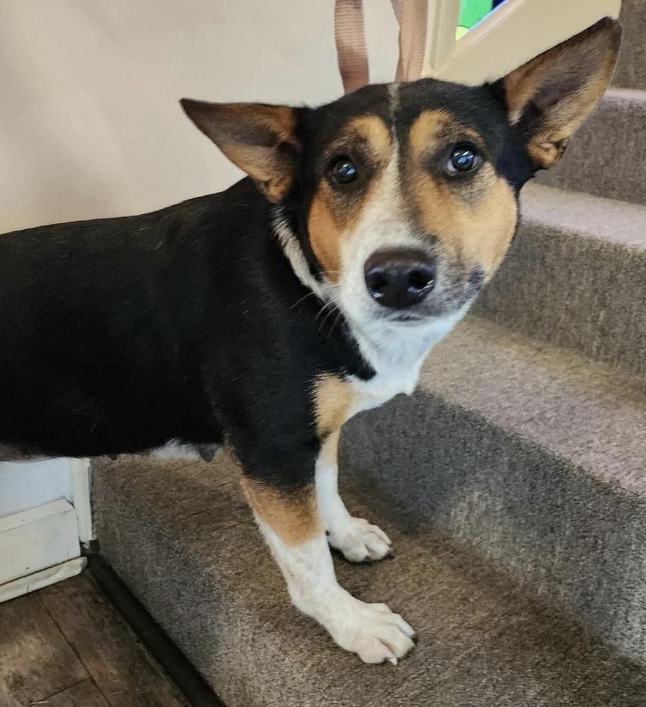 Enlarge Bubbles, a Adoptable mixed breed in Troy, AL image 1/1