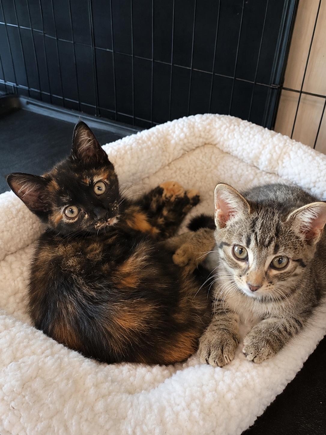 Fritzi, an adopted Domestic Short Hair in Joliet, IL image 2/2