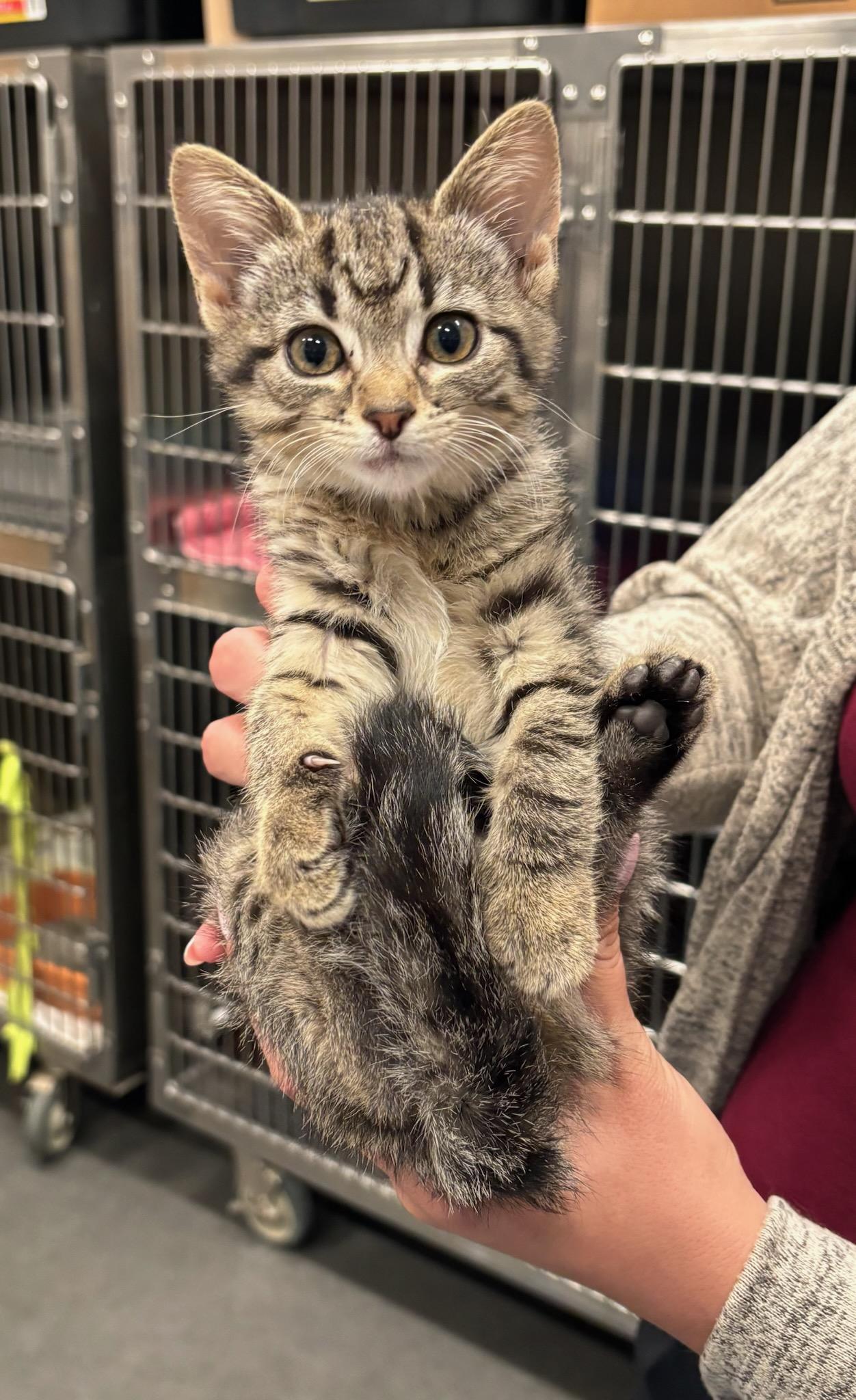 Fritzi, ADOPTABLE, Kitten Female Domestic Short Hair.